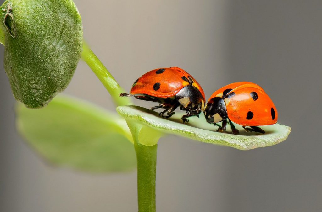 Couple de coccinnelles