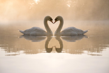 couple-cygnes